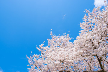 【写真素材】：桜　ソメイヨシノ　春イメージ　満開
