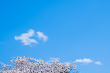 【写真素材】：桜　ソメイヨシノ　春イメージ　満開
