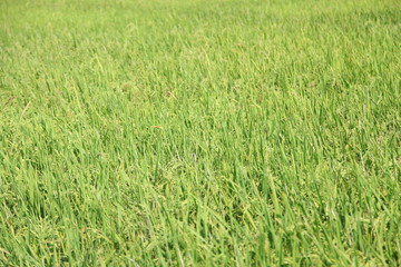 Rice plant in rice field