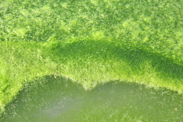 Green algae growing on the water's surface