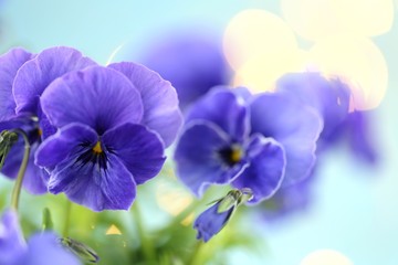 Pansy flowers. purple pansies on a light blue background.Floral tender spring background