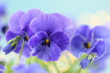 Spring Pansy flowers. purple pansies on a light blue background.Floral tender spring background