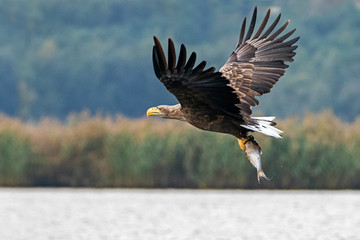 white tailed eagle (Haliaeetus albicilla) taking a fish out of the water of the oder delta in...