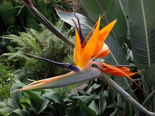 natural flower with intense color for decoration