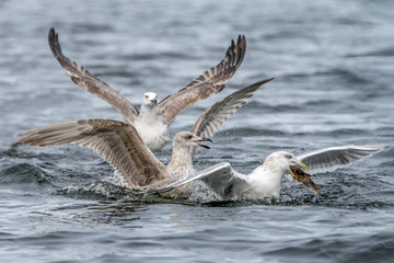 Three Caspian Gulls (Larus cachinnans) fight with each other for a fish in the water of the  oder delta in Poland, europe.