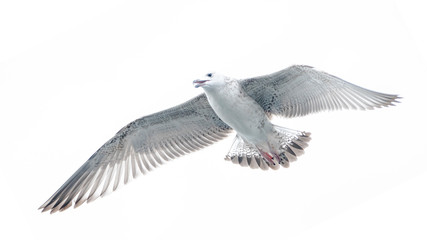 Caspian Gull (Larus cachinnans) in flight above the oder delta in Poland, europe.
