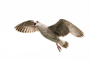 Screaming juveniele Caspian Gull (Larus cachinnans) in flight above the water of the  oder delta in Poland, europe.