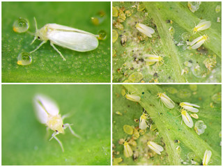 Silverleaf whitefly, Bemisia tabaci (Hemiptera: Aleyrodidae) is a currently important agricultural pest. Nymphs and adults 