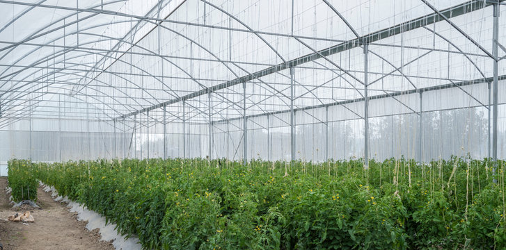 Invernadero con plantas jovenes de tomate rojo 
