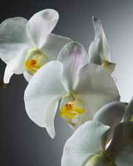 Fototapeta na wymiar White Orchid on Grey Background
