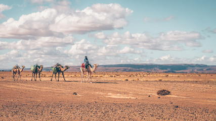 Nomadic man riding a camel in the Sahara Desert, Morocco