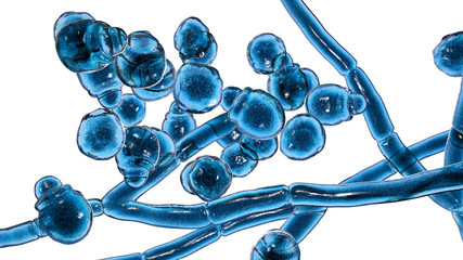 Microscopic fungi Malassezia furfur, 3D illustration showing yeast cells and hyphae. They are associated with dandruff, seborrhoeic dermatitis and tinea versicolor © Dr_Microbe
