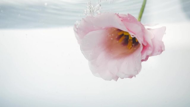 Fresh, beautiful eustoma turns in cool, fresh water under a stream, thanks to which the core is visible. Close up view of nice flower. Fresh plant in purified liquid. Spa procedure.