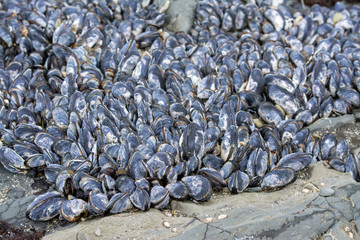 Large group of mussles jammed between rocks .