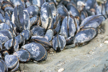 Large group of mussles jammed between rocks .