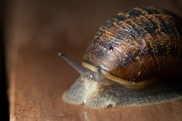 close up of garden snail crawling 