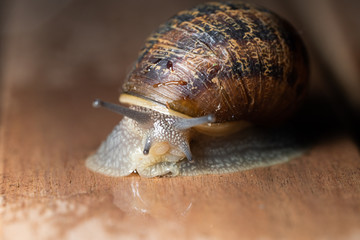 close up of garden snail crawling 
