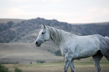 Obraz na płótnie Canvas Horse Portrait