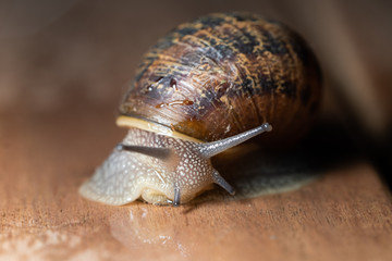 close up of garden snail crawling 