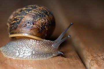 close up of garden snail crawling 