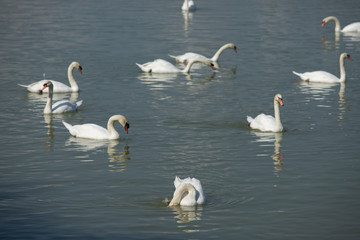 Swan white on Lake, Thailand.