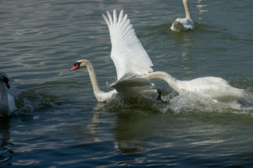 Swan white on Lake, Thailand.