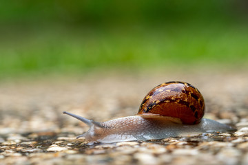 close up of garden snail crawling 
