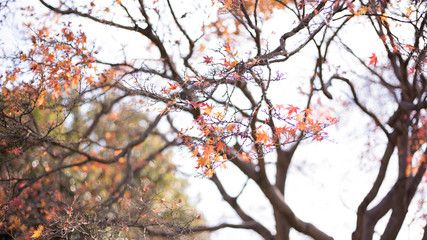red leaf