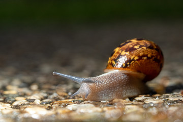 close up of garden snail crawling 