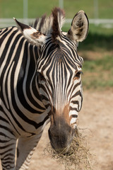 Fototapeta na wymiar Portrait of a zebra. Close-up.