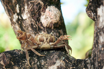 Brown crab with big claws