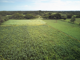 Fototapeta na wymiar Agricultural green meadow background