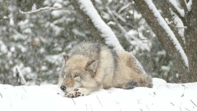 Grey wolf waking up but not raising head during snowfall in North America