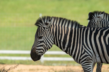 Fototapeta na wymiar Portrait of a zebra. Close-up.