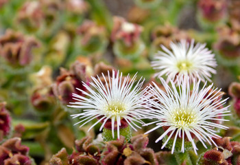 Mesembryanthemum Crystallinum or Crystalline Ice Plant succulent growing wild in Tenerife,Canary...