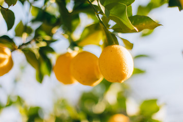 Ripe lemon fruits hanging on a tree in the farm. citrus fruits on the branches. this lemons on citrus tree branches