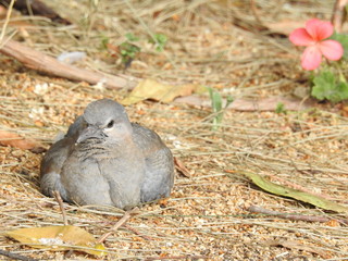 Juvinile dove basking in the sun