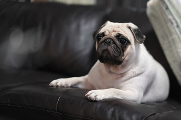 Cute white Pug Dog lying on Black leather Sofa.