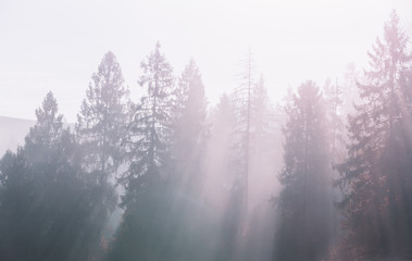 Fototapeta na wymiar Sun light through the foggy silhouettes of spruce trees on mountain hill at beautiful foggy autumn morning.