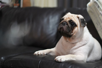 Obraz premium Cute white Pug Dog lying on Black leather Sofa.
