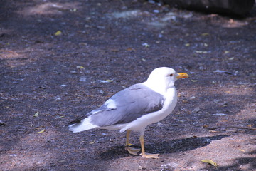 seagull on rock