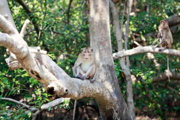 monkey in the forest