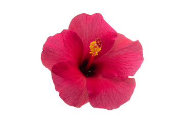 Pollen of hibiscus flowers on a white background. © Sinit