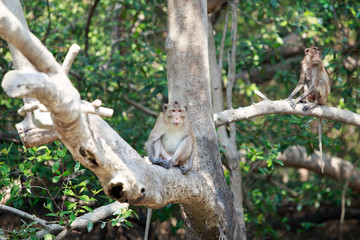 monkey in the forest