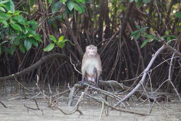 monkey in the forest