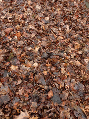 wet brown last year's maple and oak foliage background