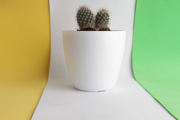 cactus in white plastic pot
