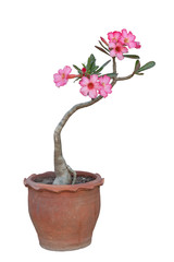Pink desert rose, mock azalea, pinkbignonia or impala lily flowers bloom in pot isolated on white background included clipping path.