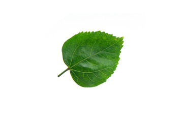 Fototapeta premium The leaves of the hibiscus tree on a white background.