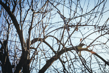 Dry or bare naked leafless tree branches in the fall, autumn or winter season with the blue sky Trees in the Winter or fall at nature 